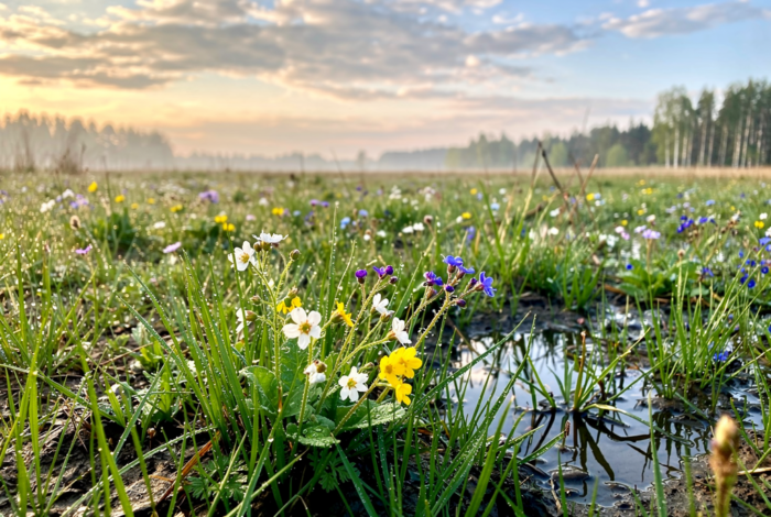 Погода у Холмах на 26.03.2026