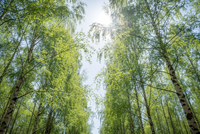 Погода у Холмах на 17.04.2026