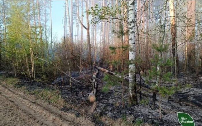 У Корюківській громаді локалізували масштабну лісову пожежу