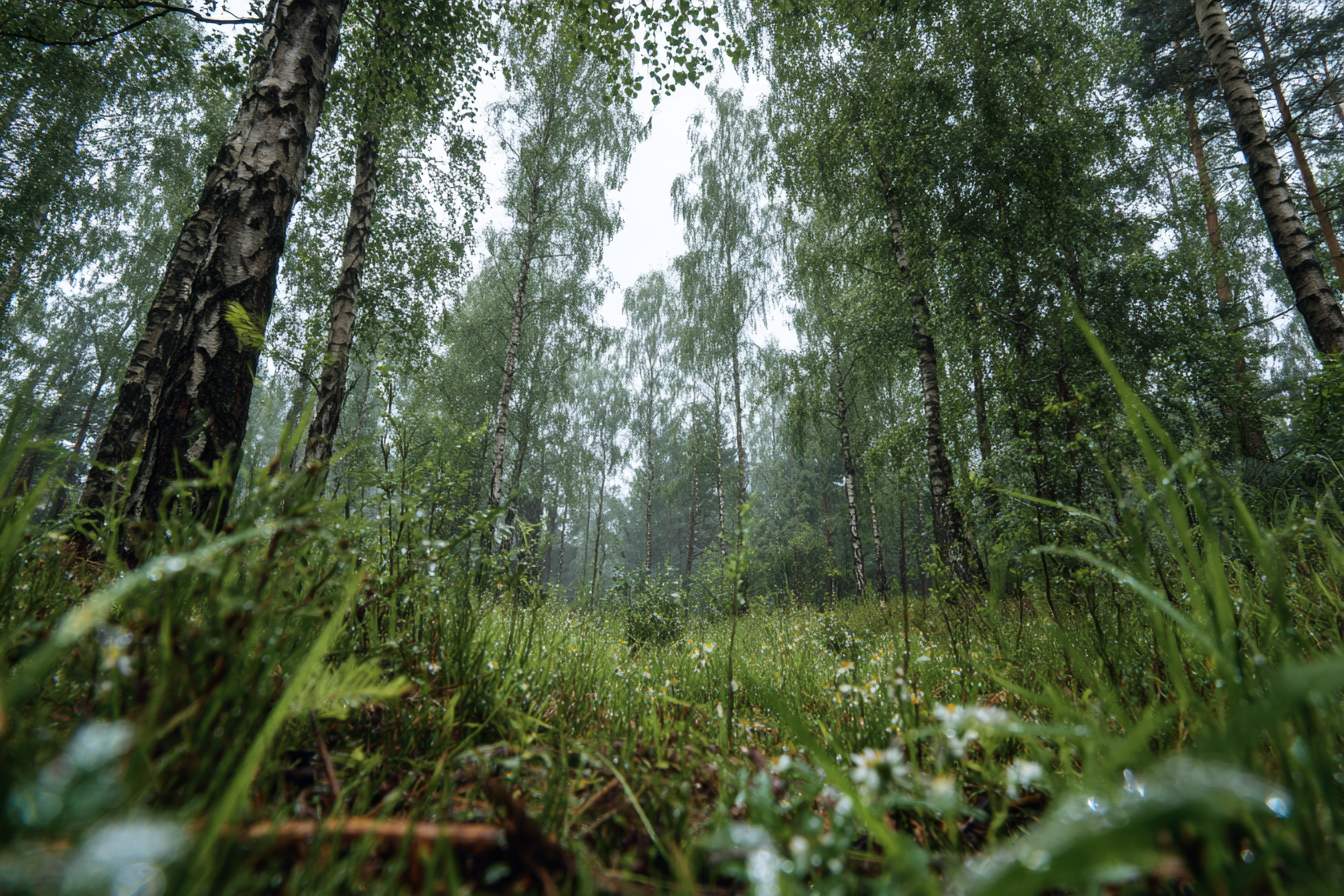 Погода у Холмах на 19.08.2026